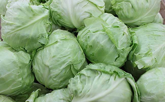 ���Ĳ˺ó��ֲ��F�������Ĳ�ʩ�����a(ch��n)�з���