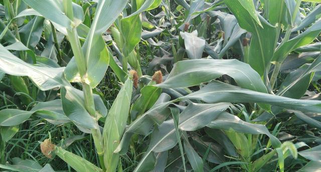 ��������ô�N�������׾���(ji��n)�Nֲ������