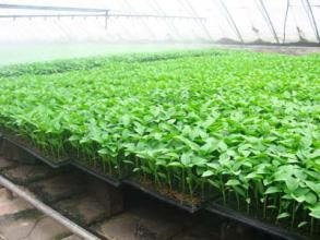 ������ô�޽��������޽Ӽ��gҪ�c��