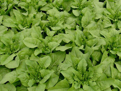 �n�Sʩ���з������n�S�Ĵ�ƌWʩ�ʼ��g��