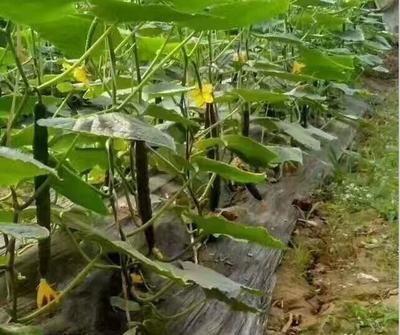 �S��ʩ�ʕr�������⣬���֪���᣿