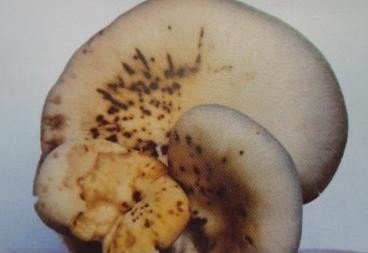 Ģ���ְ߲��麦�Y������Щ��Ģ���ְ߲����η�����