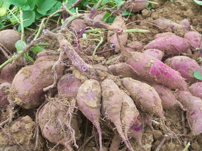 ��ηNֲ�������߮a�������ķNֲ�����cǰ����