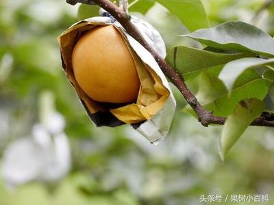 һ�¡����������ι��������ķNֲ�������g