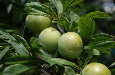 ���Ә���ô���ࣿ���Ә�Nֲ���g(sh��)��