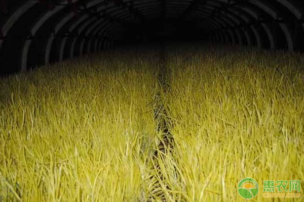 ���Sԓ��ηNֲ�����S�ĸ�Ч���༼�g(sh��)����Щ��