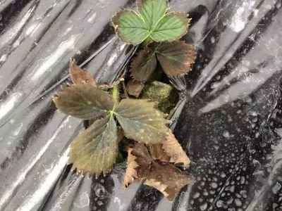 ��ݮ��ʲô�����磿��ݮ������δ�ʩ��