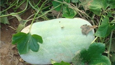 ���Զ������ӷNֲ�����Զ��ϵķNֲ�������g(sh��)