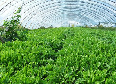 ���������Ч���L�������ճ���������