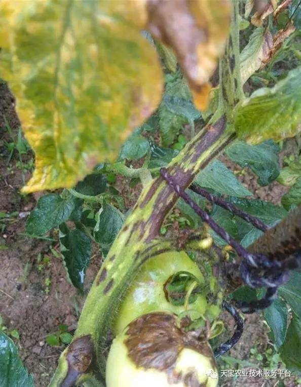 ���ӱ��R���ﲡ���������R���ﲡ�������P�I�c