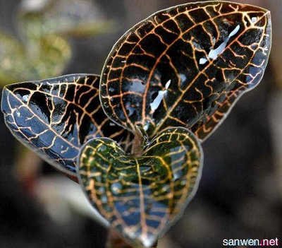 ��ɏ��ô�N����ɏ�Nֲ���g��