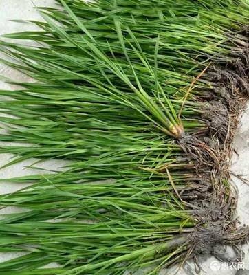 ���׸߮a�������J�����׵ĿƌWʩ�ʷ���