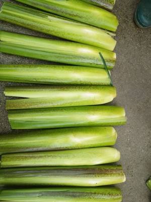 �μ��������ӷNֲ�����׵����g�������g