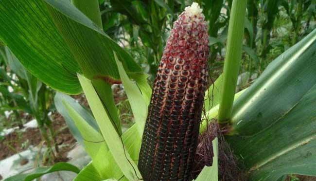 ��������ηNֲ�������׵ĸ߮a���༼�g