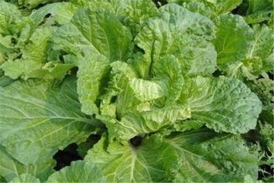 �ЙC��ײ�ԓ���ӷNֲ���ЙC��ײ˷Nֲ���g