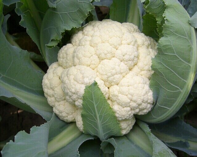 ��Ҭ����Ҫ�θ߮a(ch��n)������Ҫ��Ҭ�˿ƌW(xu��)ʩ�ʹ���