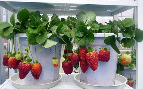 ���Բ�ݮ��ʲô�� ���Բ�ݮ��ôʩ��