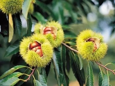 ������ô�����������߮a(ch��n)�������g(sh��)��