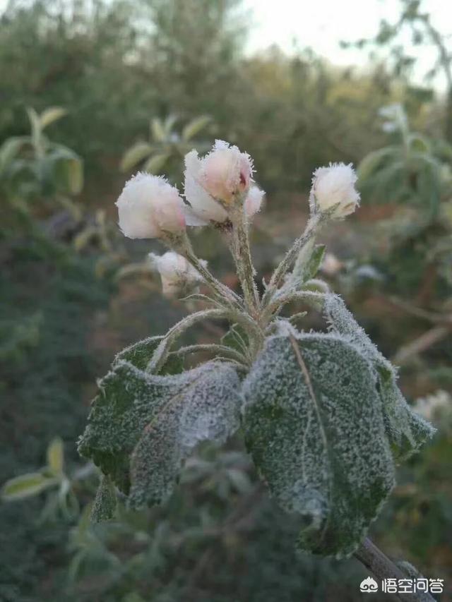 ����A����������ʲô�k�������ֲ��Ŀ���