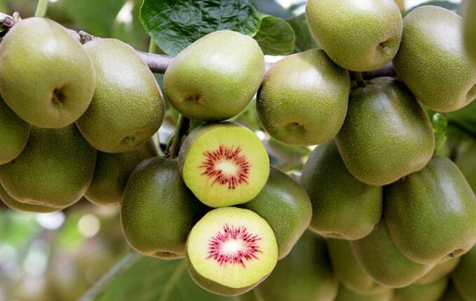 �J�������ӌ�(sh��)�F(xi��n)��(y��u)�|(zh��)�S�a(ch��n)������ڷۺ��P(gu��n)�I