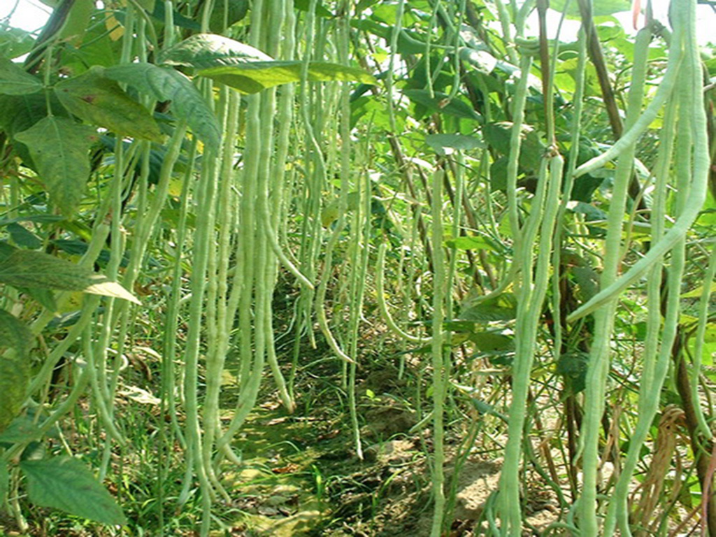 ���ǷNֲ�r(sh��)�g�����ǷNֲ����Ҫ�c(di��n)��