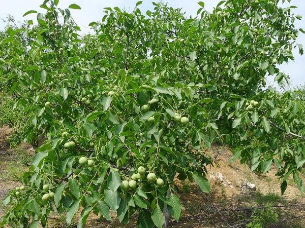 ���Ҙ�(sh��)��ֲ��������Щ�����Ҙ�(sh��)��ֲ���w���E��