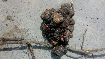 �Ҙ�������l���Y������Щ���Ҙ���������η�����