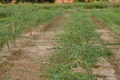 ȫ��(gu��)�r(n��ng)������ӡ�l(f��)2020�괺���絾�ƌW(xu��)��ȼ��g(sh��)ָ��(d��o)��Ҋ(ji��n)