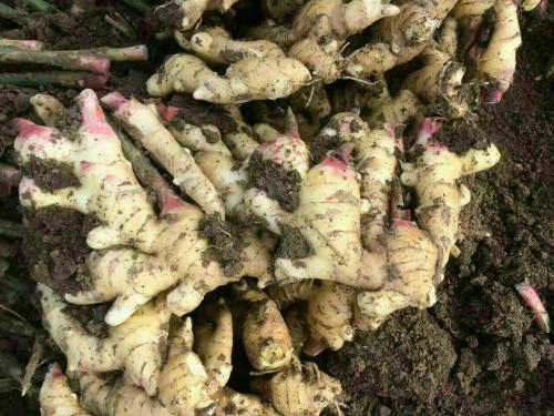 ��������ʩ���ܸ߮a�������߮aʩ��Ҫ�c