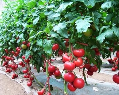 ���������ܸ߮a�����Ѹ߮a��ʩ�ʷ���