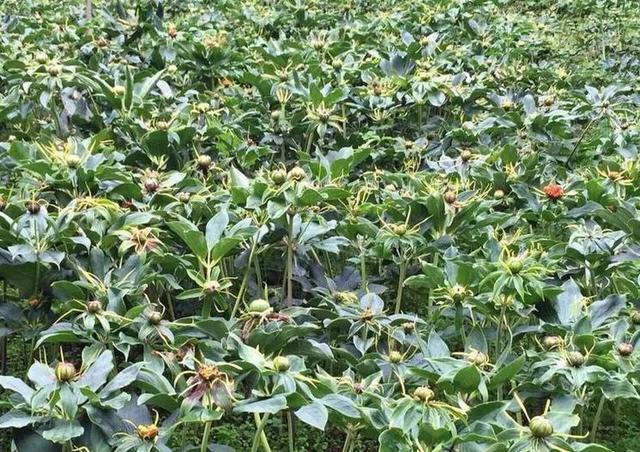  2020����ˎ�Ĵ����������a���gָ����Ҋ