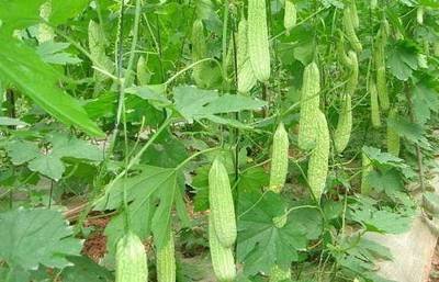 �����ôʩ�ʣ����ʩ��Ҫ�c����Щ��