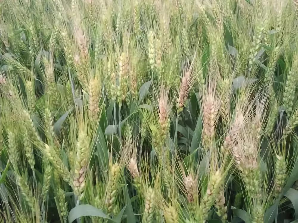 2020��ȫ��С����ù������ָ����Ҋ