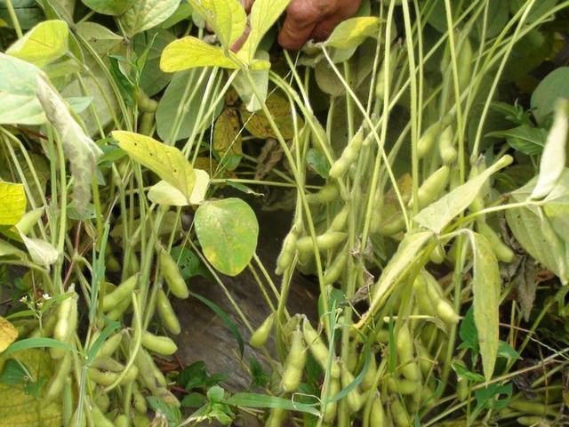 ���Ӱl�]̼��˷����Ч���ע����헣�