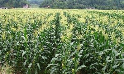 ���׸߮a(ch��n)����ʩ����ӛ���@�傀�E�[��