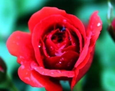 õ�廨��(y��ng)ԓ����ʩ����õ�廨ʩ���g(sh��)��