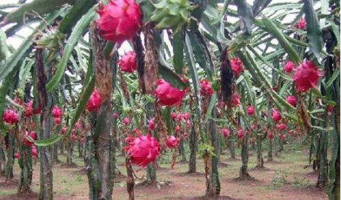 ������ԓ��ηNֲ�������E���������Nֲ���g�ܺ���