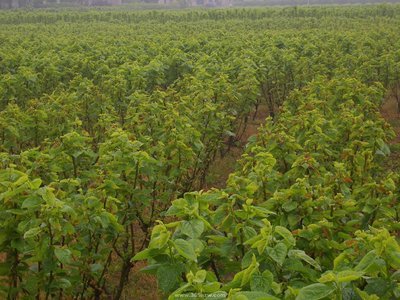 �Nֲɣ�䑪ԓ����ʩ����ɣ��ʩ�ʼ��g��