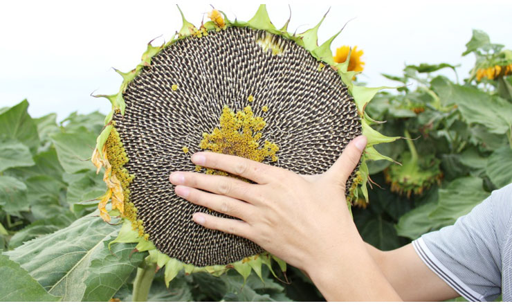 �Nֲ���տ���ԓ����ʩ�ʣ����տ�ʩ�ʼ��g��