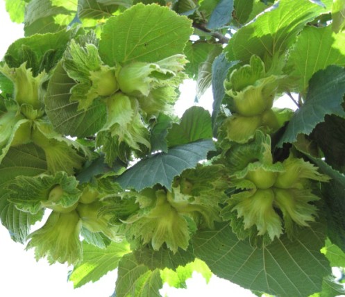 ��Ә䑪ԓ����ʩ���أ���Ә�ʩ�ʵļ��gҪ�c��