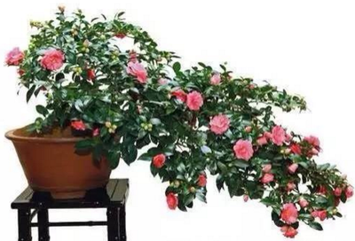 �軨�辰���ʩ�ʣ��軨�辰��ʩ�ʼ�������Щ