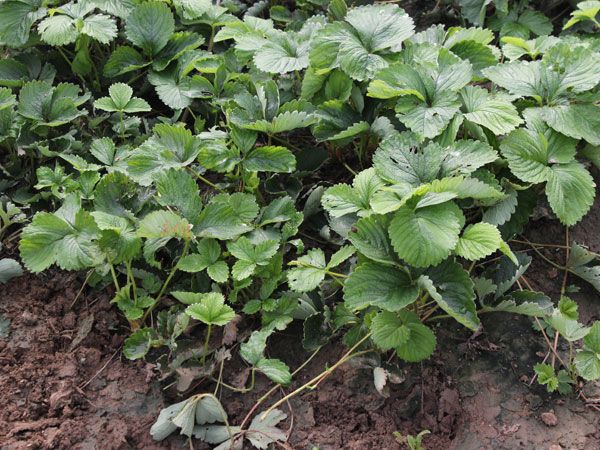 ��ݮĸ�綨ֲ������ʩ�ʣ����ӝ�ˮ��