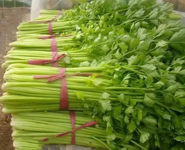 �۲ˑ�ԓ����ʩ�ʣ��۲˜y���䷽ʩ�ʼ��g��