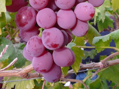 �t������ʩ�ʲſ������a(ch��n)���t��ʩ�ʼ��g(sh��)��