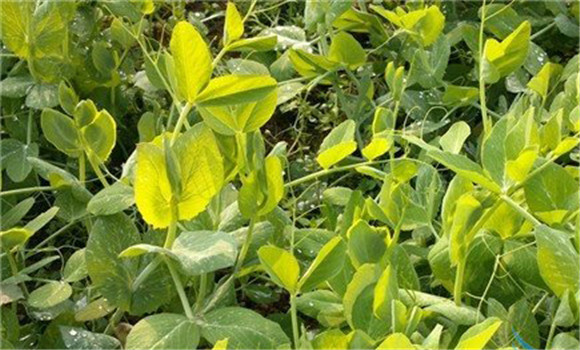 �Nֲ֥�鑪ԓ����ʩ�ʣ�֥��ʩ�ʼ��g��