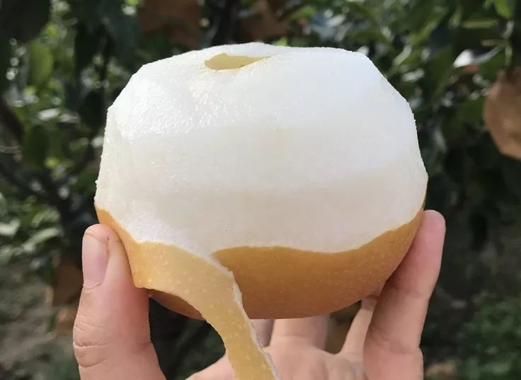 Ҫ���������B(y��ng)��ץ��ǰ