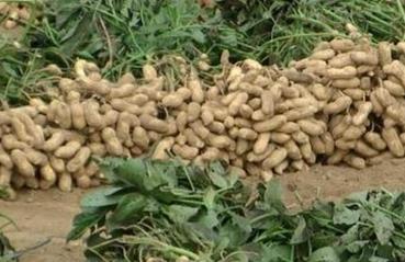 �~��ʑ�ԓ�������������+�������⛹�Ч������