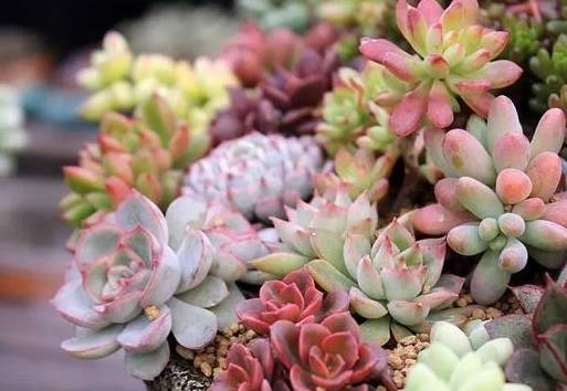 ����ֲ���ļ���ι�������ԓ����ʩ�ʣ�