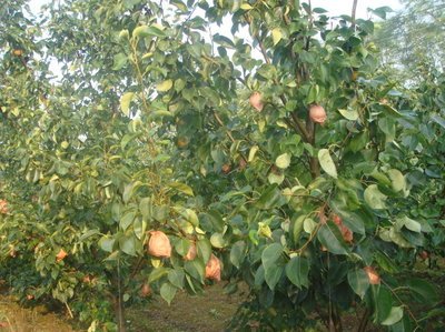 ��ù������ã���ù��ʹ�÷�����������