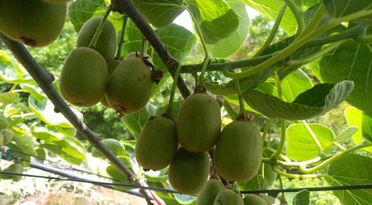 �J���҉ѹ��ʑ�ԓ��ʲô�r��ʩ�������Ƕ��٣�